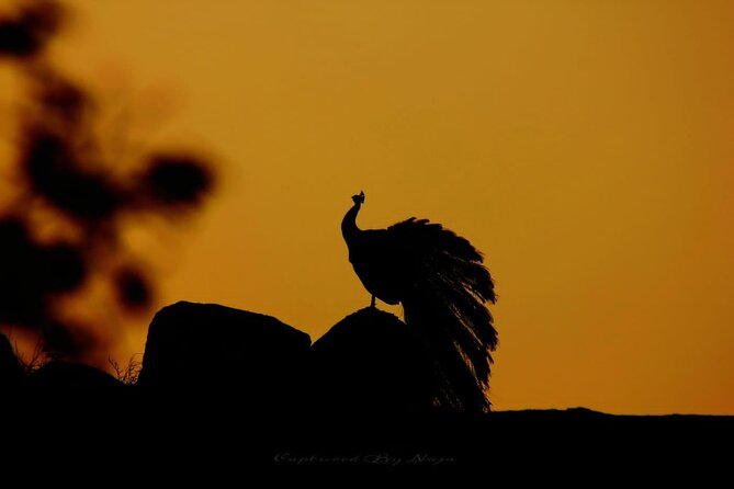 Yala Safari Private Day Tours in Yala National Park - Wildlife Encounters