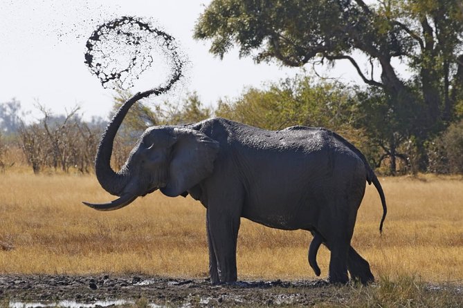 8 Day Okavango Safari - Wilderness Trail (Inner Delta & Moremi) - Good To Know