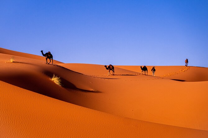 8 Days Sahara Private Tour From Casablanca to Marrakech - Good To Know