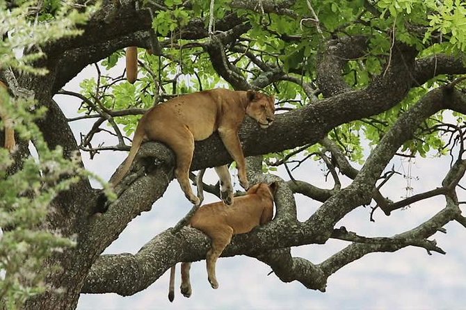 8 Days Uganda Primate & Wildlife Safari Tour - Good To Know