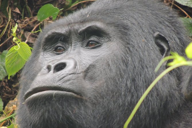 08 Days Classic Uganda Primate Tour - Pricing Information
