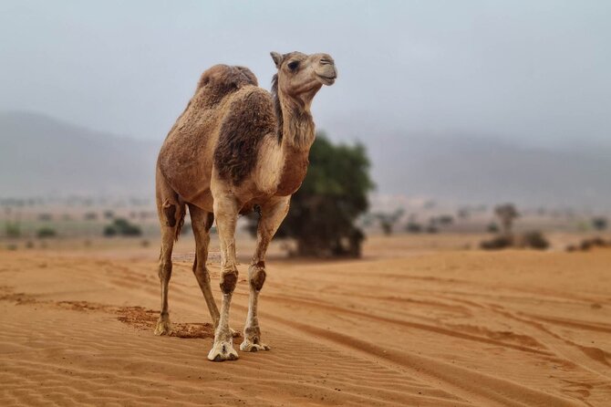 1 Day Agadir Jeep Safari and Sahara Desert Including (Tajine) - Inclusions and Exclusions