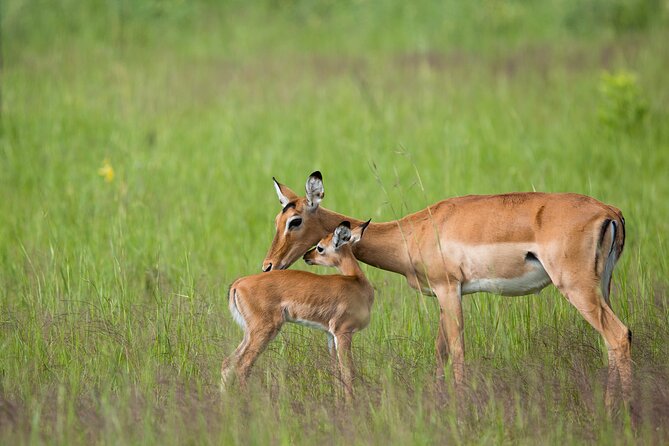 1 Day Akagera National Park Safari - The Sum Up