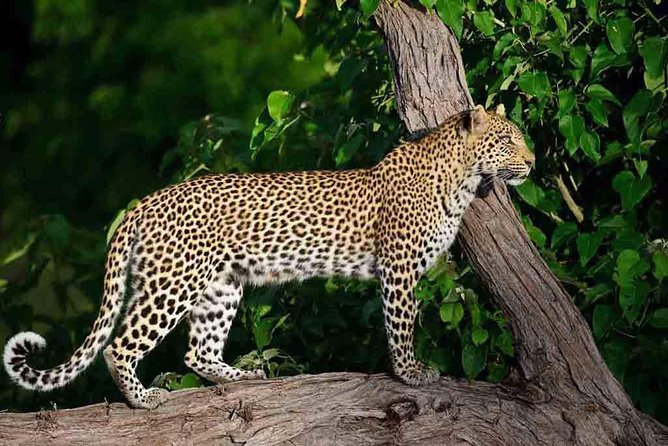 10 Day Zimbabwe and Chobe NP Tour - Day 2: Exploring Harare