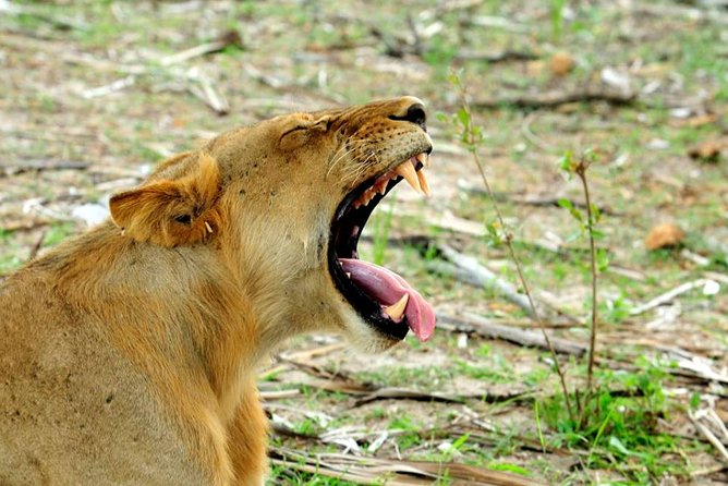 10 Days Tanzania Luxury Safari - Cultural Experiences