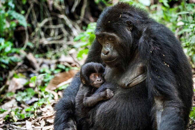 13 Days Trip Essential Uganda - Frequently Asked Questions