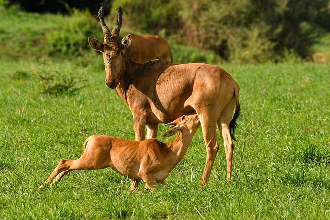 14 Days Uganda Rwanda Primate Tour - Frequently Asked Questions