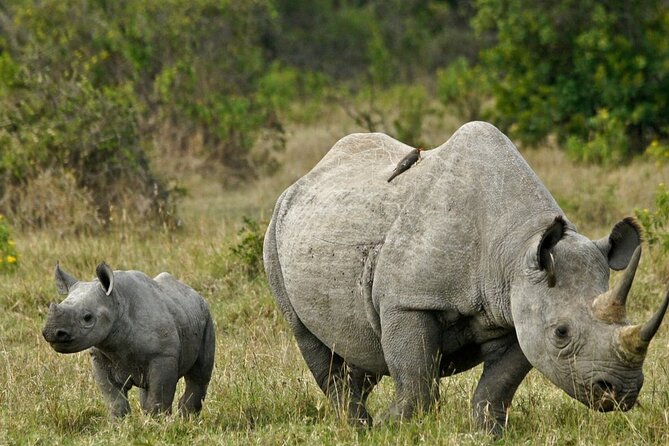 15-Days Around Uganda Safari - Transportation Logistics