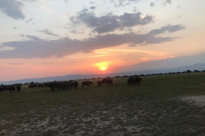 16 Days Uganda Wildlife Safari Holiday