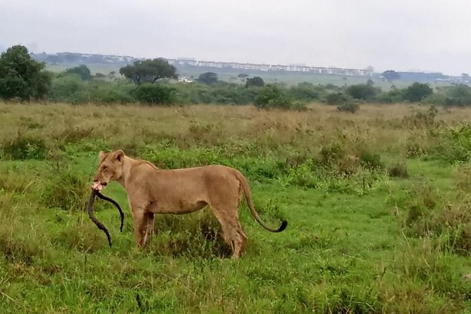 1Day Tour Nairobi Park ,Giraffe Center,Karen Blixxen Guided Tour - The Sum Up