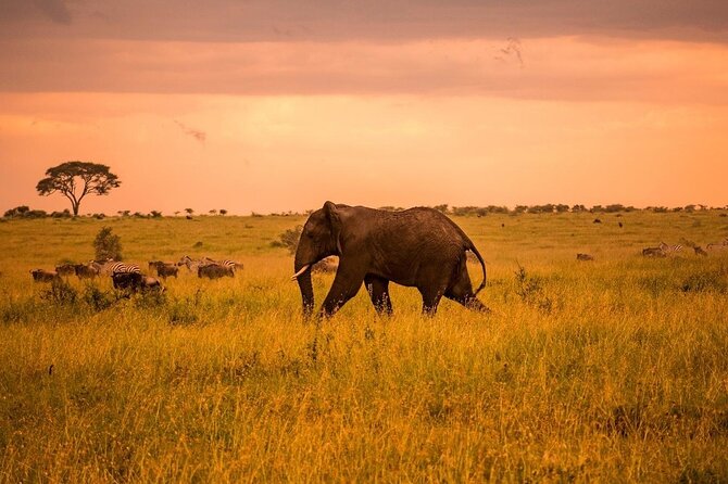 2-Day Private Tour in Masai Mara With Pick up - Inclusions and Amenities