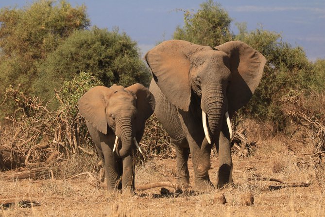 2-Day Safari Tour to Tarangire & Ngorongoro Crater (Mid-range) - Booking and Cancellation Policy