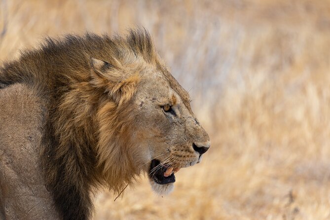 2 Days Fly In Selous Classic Safari Tour Ultimate Game Drives - Booking & Pricing