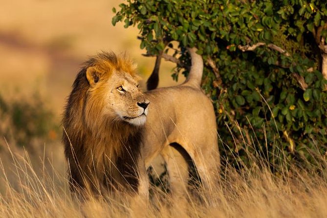 2 Days Masai Mara National Reserve Safari - Itinerary Highlights
