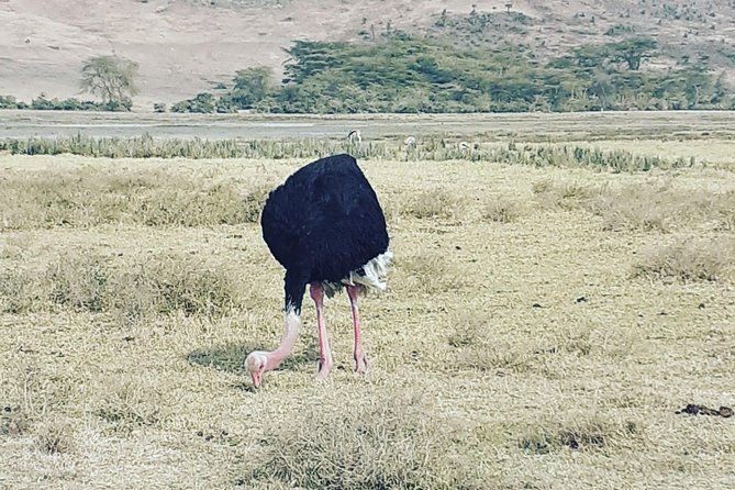 2 Days Ngorongoro & Tarangire From Zanzibar - Frequently Asked Questions