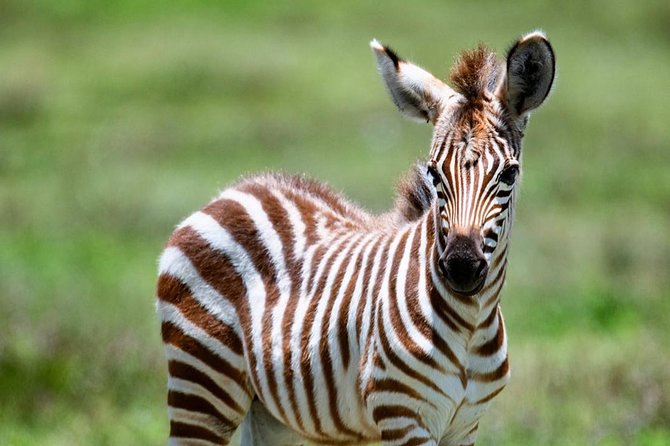 2 Days Quick Trip to Mikumi National Park