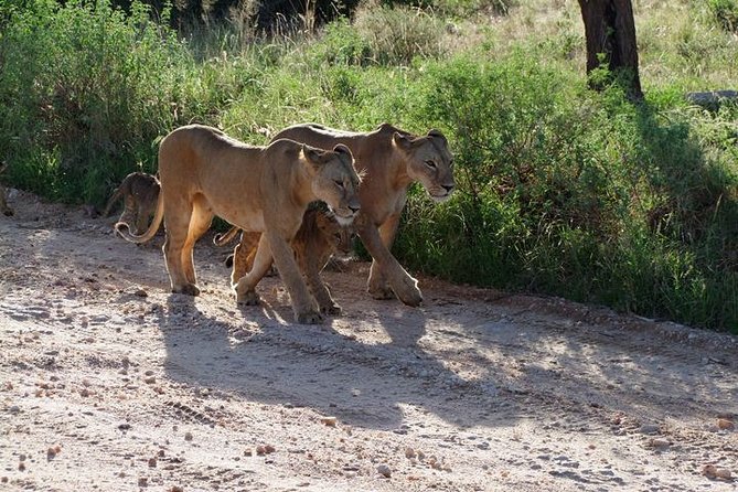 2 Days Tsavo East and Ngutuni Sanctuary Starting From Mombasa. - Booking Information