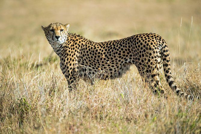 2days Spectacular Tanzania Safari