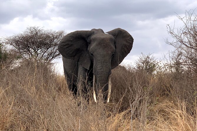 3-Day Adventure Camping Safari to Tarangire, Ngorongoro Crater, and Lake Manyara - Tarangire National Park Exploration