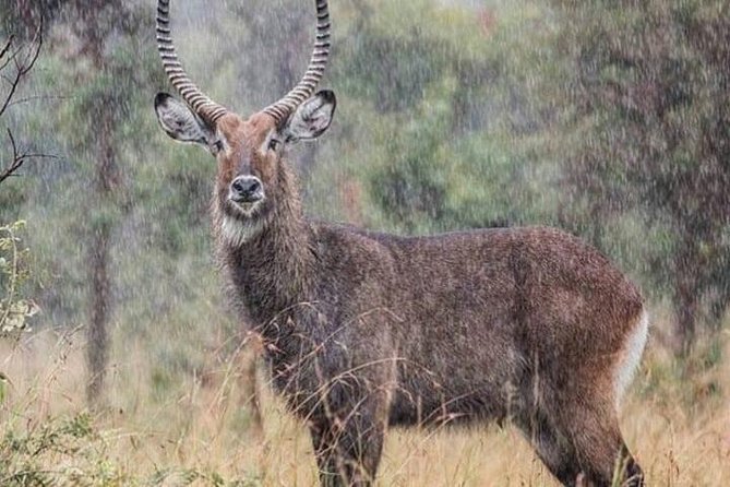 3-Day Akagera National Park Tour - Accommodation Options