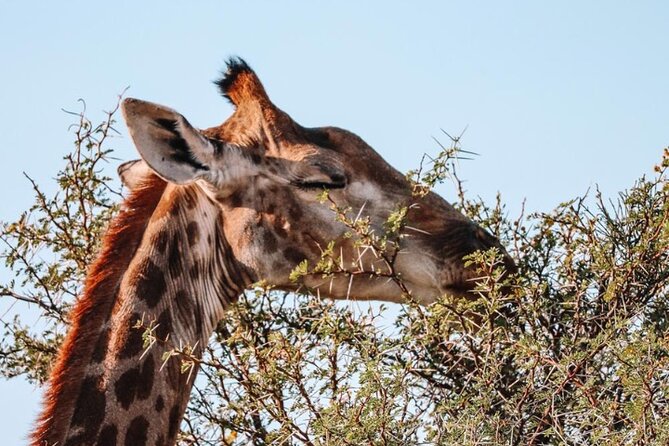 3-Day Big Five Safari Near Cape Town - Safari Overview