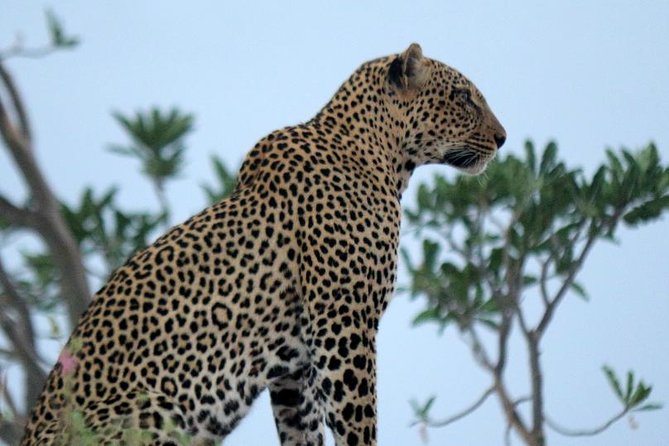 3-Day Maasai Mara Guided Safari From Nairobi - Pickup Information