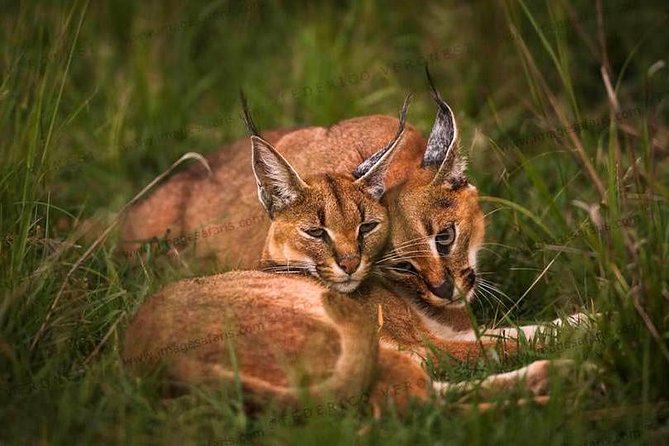 3-Day Maasai Mara Safari From Mombasa - Itinerary