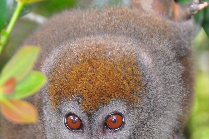 3-Day Private Tour to Andasibe National Park - The Sum Up