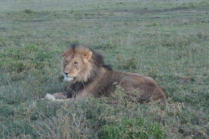 3 Days and 2 Nights Safari to Serengeti National Park - Pricing and Availability