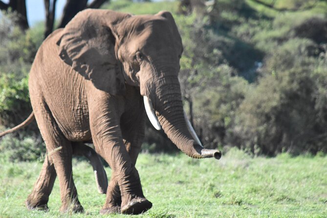 3 Days Gamedrive Safari In Masai Mara From Nairobi - Frequently Asked Questions