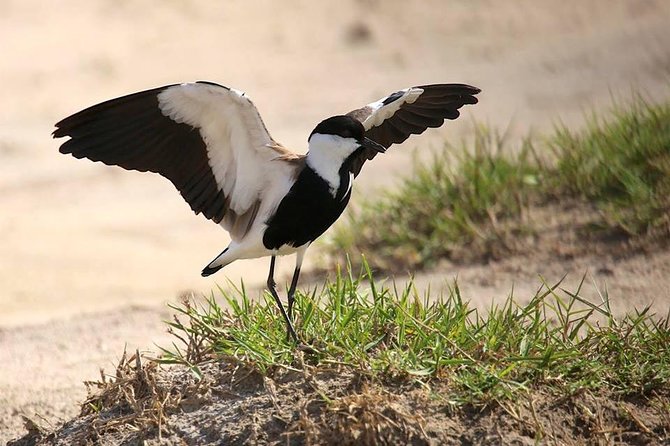 3 Days Group Safari To Queen Elizabeth Park In Uganda.