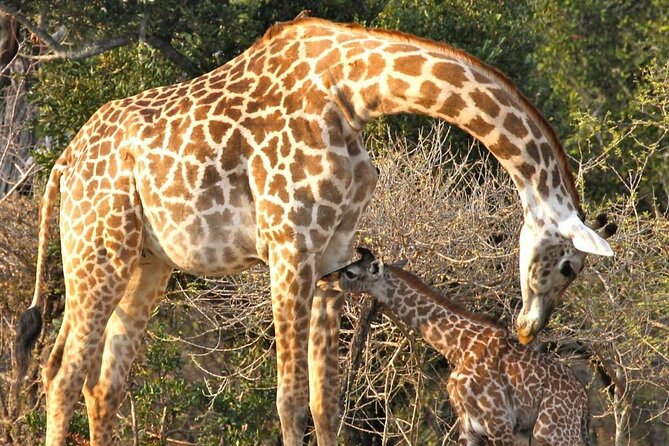 3 Days Nyerere National Park Safari (Selous Game Reserve) - Inclusions and Exclusions