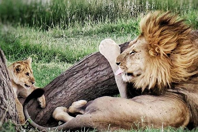 3 Days Tarangire, Ngorongoro Craeter & Lake Manyara - Tour Highlights