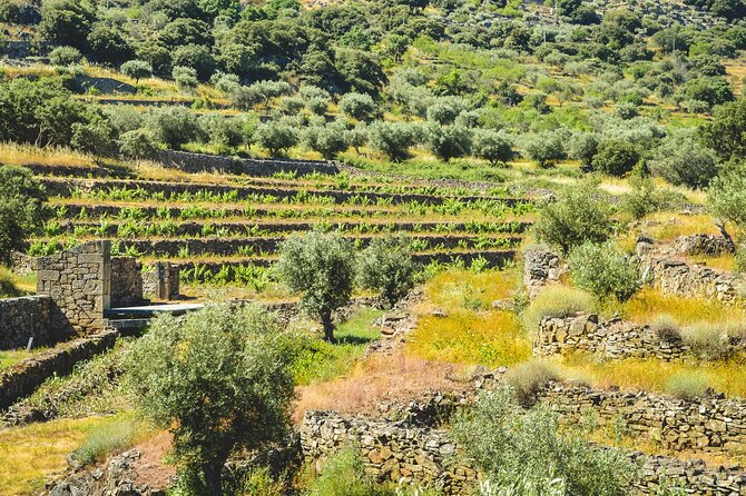 3-Hour Private Wine Tasting in Quinta Da Vineadouro With Lunch - Price and Booking