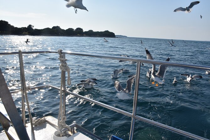 3 Hours Shared Sunset and Dolphin Safari in Fažana - Boat Information