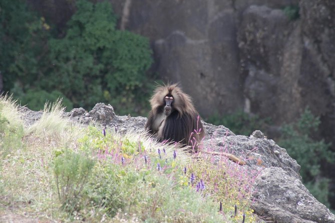 4-Day Abune Yosef Conservation Area Trekking Tour From Lalibela - Itinerary Details
