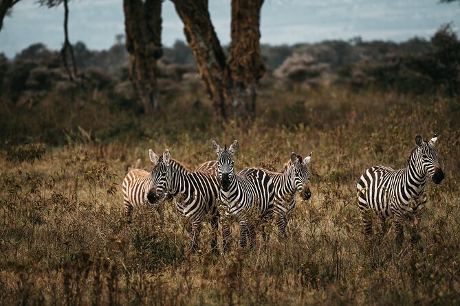 4-Day Maasai Mara and Lake Nakuru Safari From Nairobi - Tour Overview