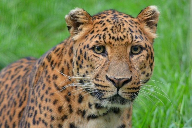 4-Day Masai Mara Shared Budget Safari With Pickup From Nairobi - Safari Overview