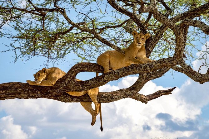 4 Day Private Camping Safari in Serengeti,Ngorongoro and Lake Manyara