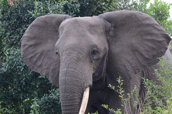 4-Day QENP, Gorillas in Bwindi and Lake Bunyonyi Relaxation - The Sum Up