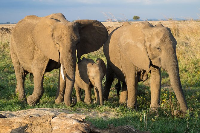 4 Day Selous & Mikumi Park With Boat Safari & Masai Culture - The Sum Up