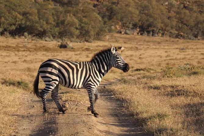 4-Day Small Group Maasai Mara and Lake Nakuru Safari Without Fees - Safari Itinerary Overview