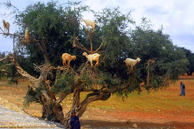 4 Days & 3nights Agadir to Zagora Desert Marrakech and Essaouira - Accommodations and Meals