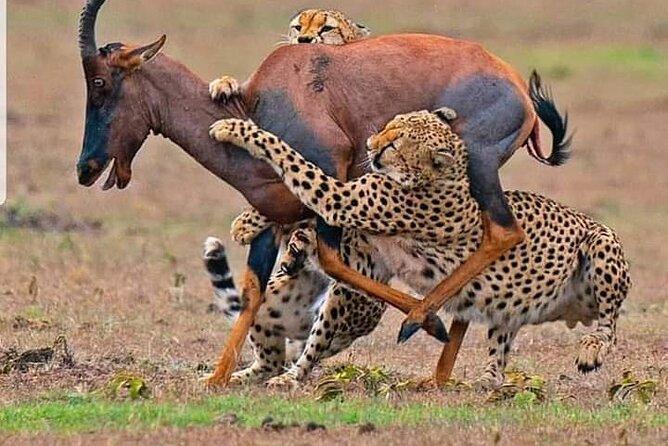 4-Days Bush to Bush Authentic Budget Safari - Accommodation Details