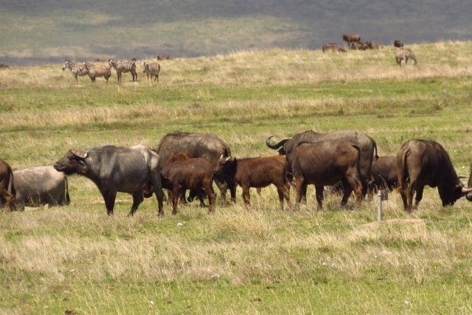4 Days Holiday Safari in Kenya - Safari Itinerary