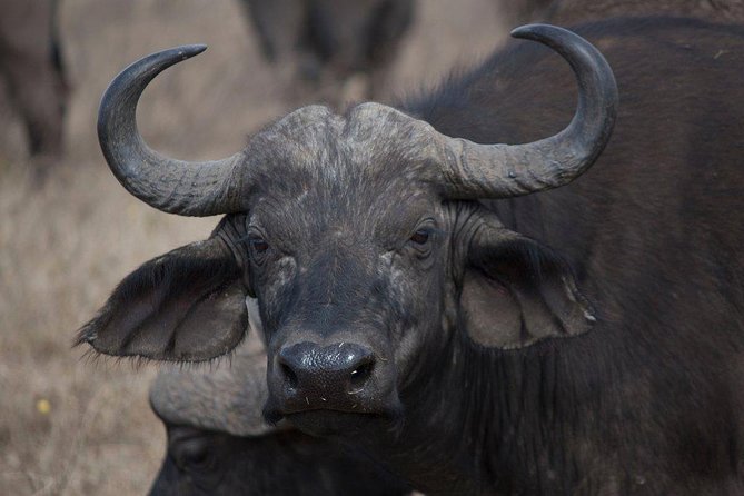 4 Days Mombasa Safari – Tsavo West, Amboseli & Tsavo East National Parks - Inclusions and Exclusions