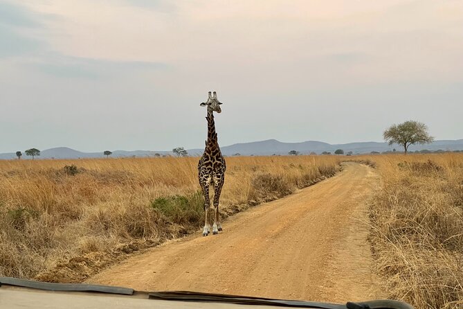 4 Days Ngorongoro Crater, Tarangire and Serengeti National Park - Traveler Reviews