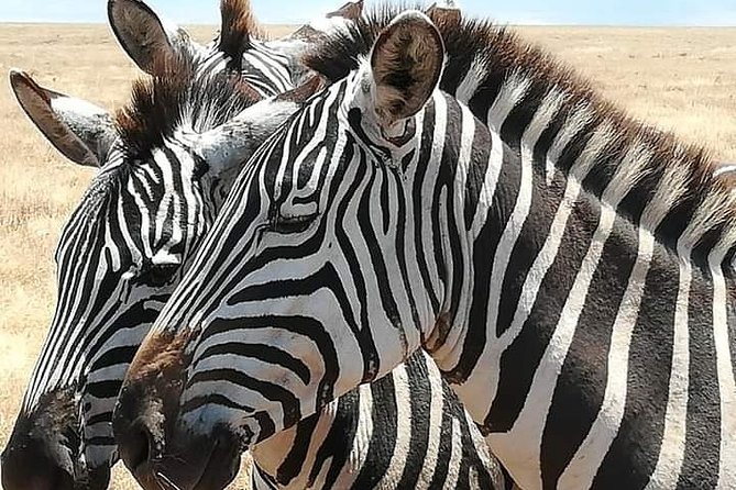 4 Days Tanzania Safari From Zanzibar Itinerary - Frequently Asked Questions