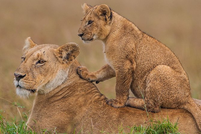 4 Days Tsavo East National Park, Amboseli & Taita Hills Wildlife Sanctuary - Day 2: Amboseli Experience