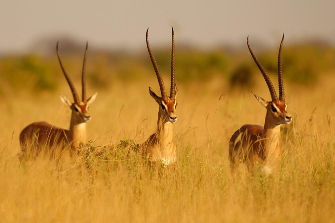 4 Tanzania Classic Safari - Accommodations Included